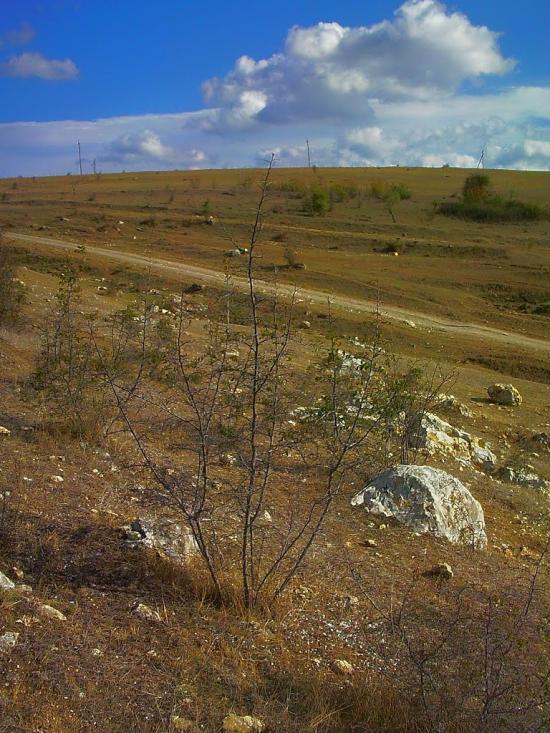 Рєпіне з panoramio.com - Рєпіне