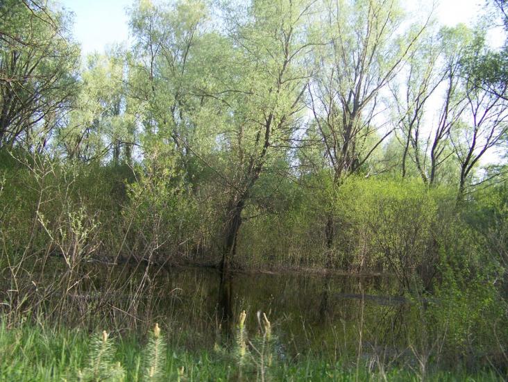 Кривуші з panoramio.com - Kryvushi