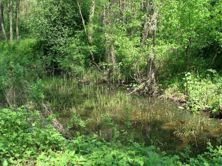Віта-Поштова з panoramio.com - Вита-Почтовая