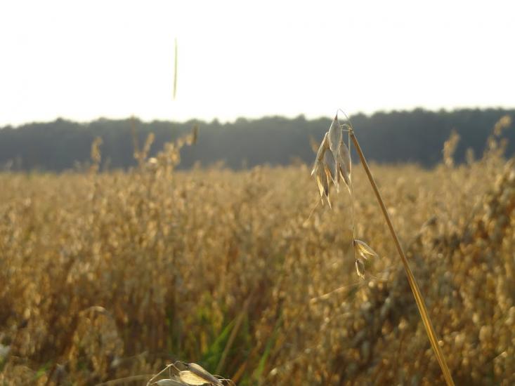 Бодячів з panoramio.com - Бодячев