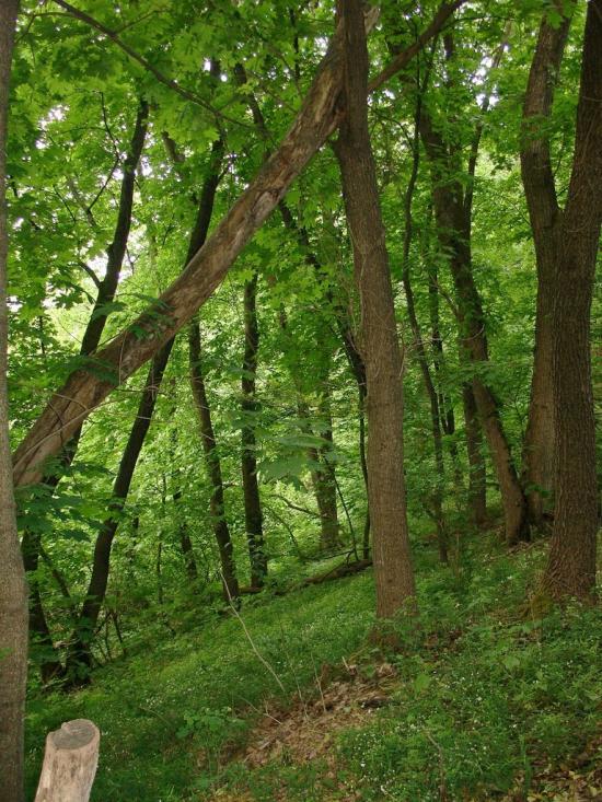 Сені з panoramio.com - Сени