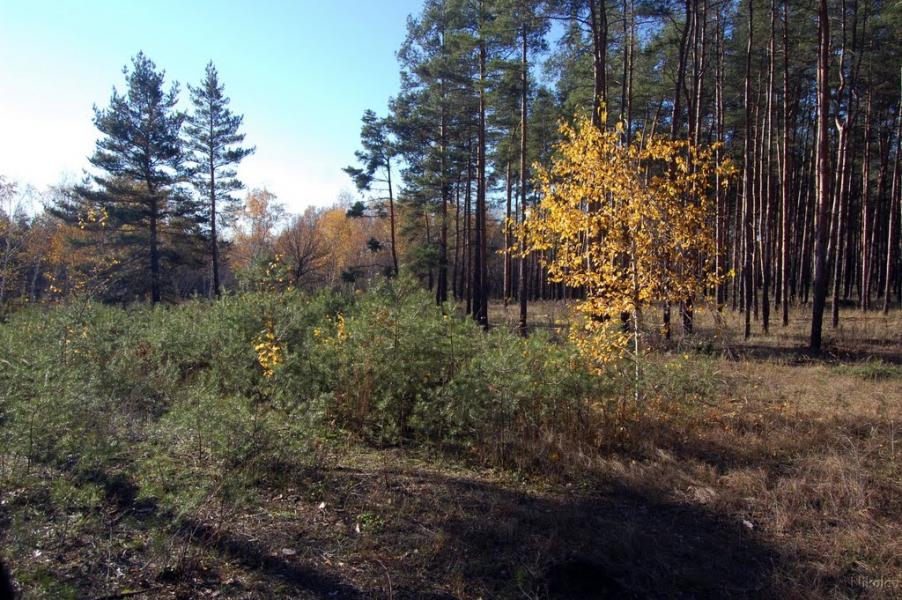 Воронове з panoramio.com - Воронове