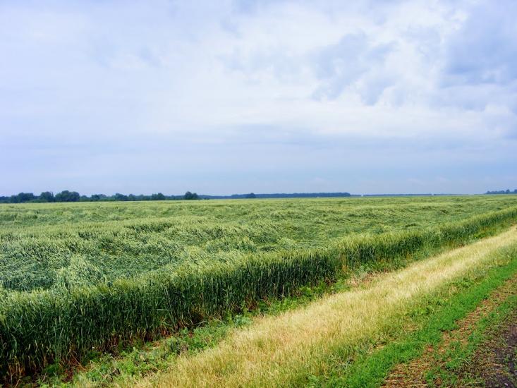 Григорівщина з panoramio.com - Григорівщина