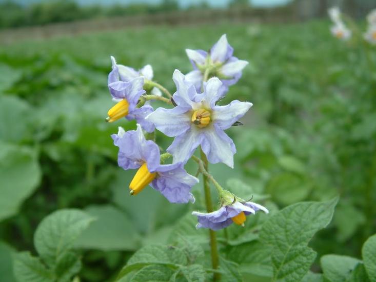 Рижики з panoramio.com - Рижики