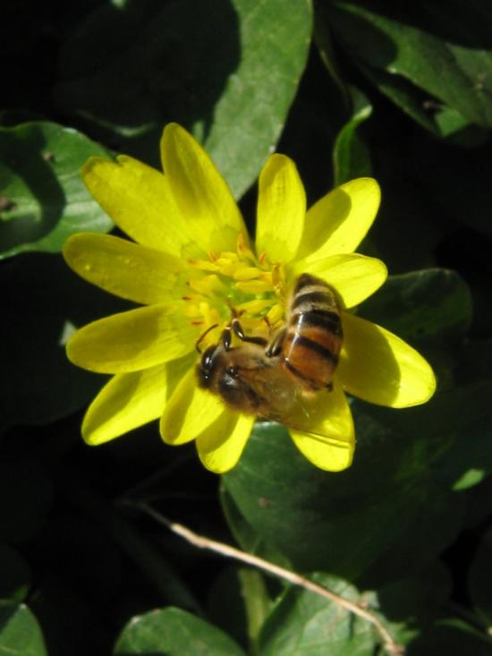 Оріхів з panoramio.com - Орехов