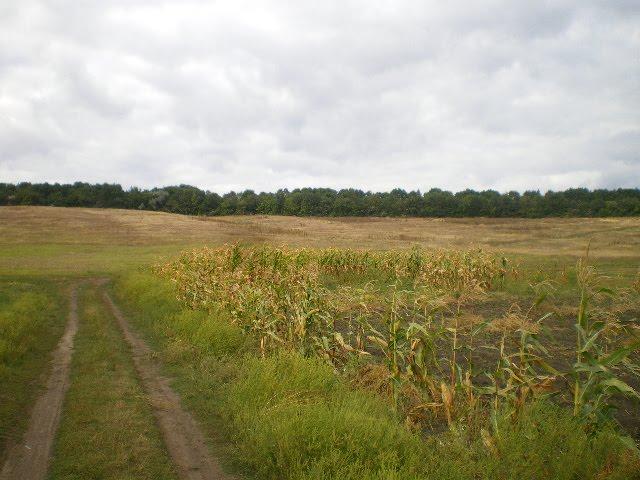 М'якеньківка з panoramio.com - Myakenkivka