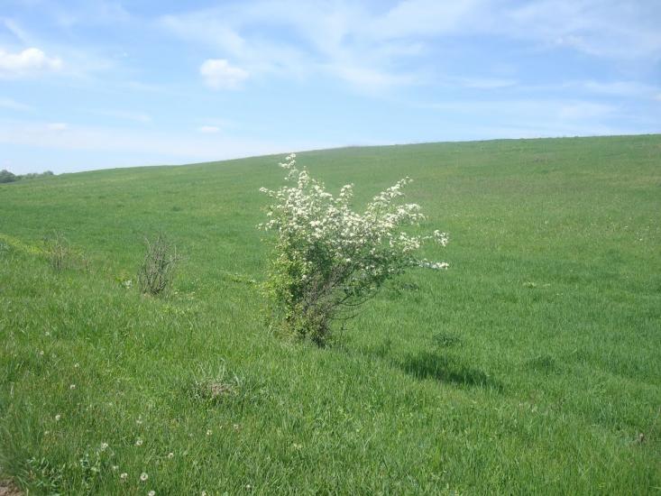Шаровечка з panoramio.com - Шаровечка