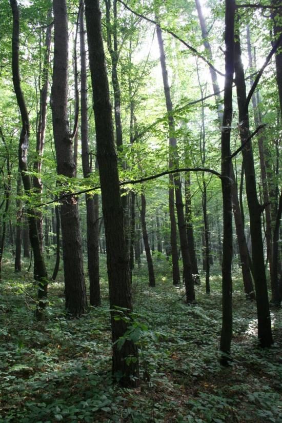 Відники з panoramio.com - Водники