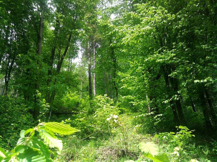 Ганьковиця з panoramio.com - Gankovytsya