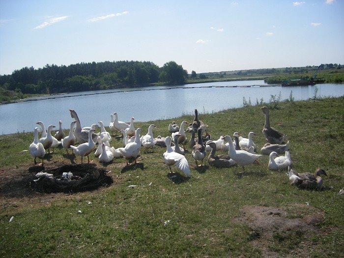 Бездрик з panoramio.com - Бездрик