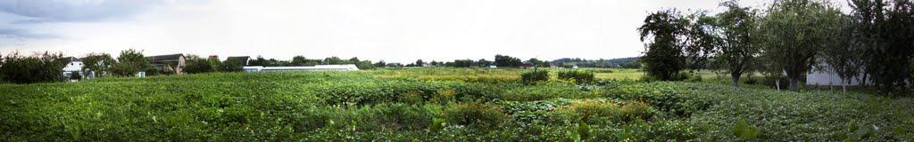 Плесецьке з panoramio.com - Plesetske