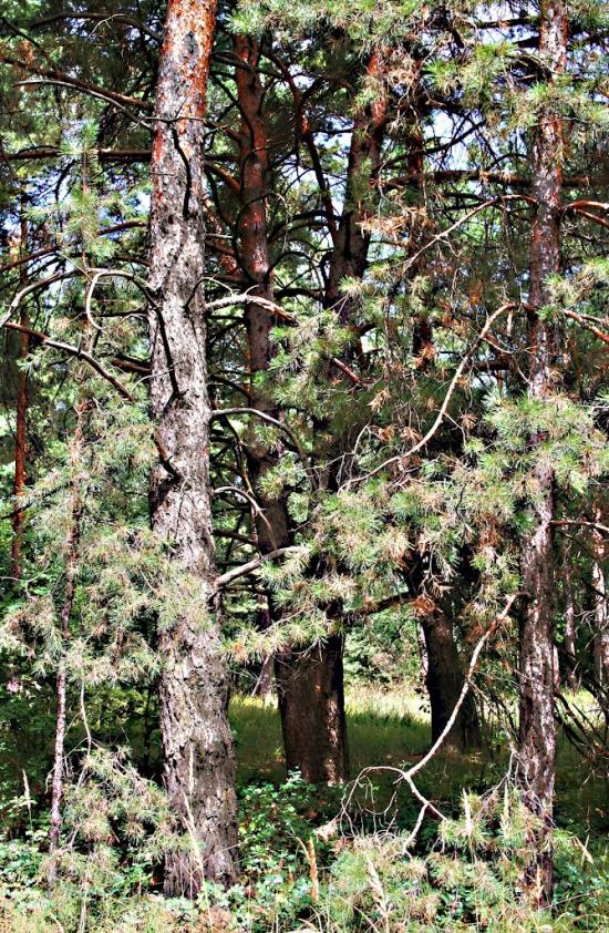 Юрки з panoramio.com - Yurky