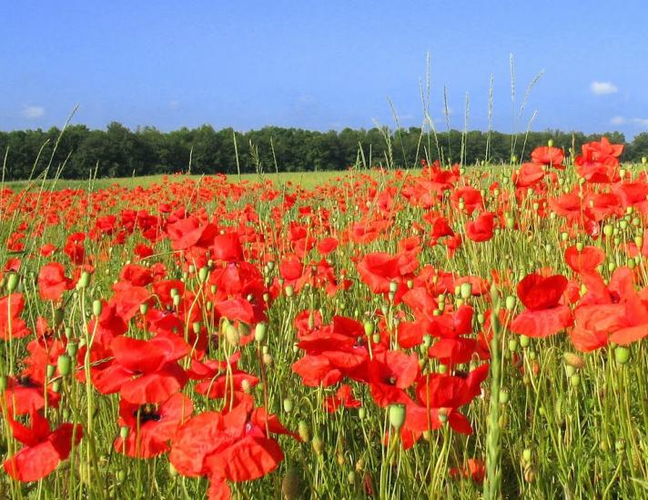 Букачівці з panoramio.com - Букачівці