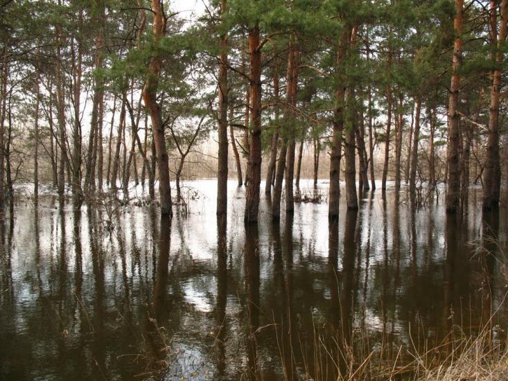 Цибульківка з panoramio.com - Цибульковка