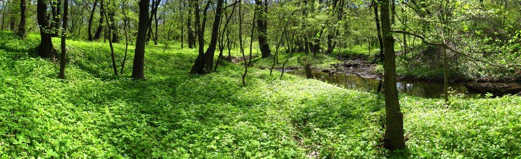 Комісарівка з panoramio.com - Комиссаровка