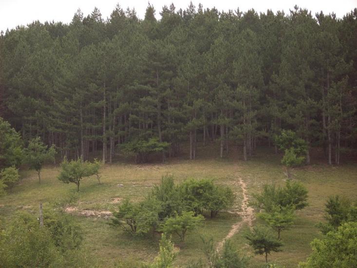 Пасічне з panoramio.com - Пасечное