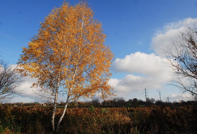 Узин з panoramio.com - Uzyn