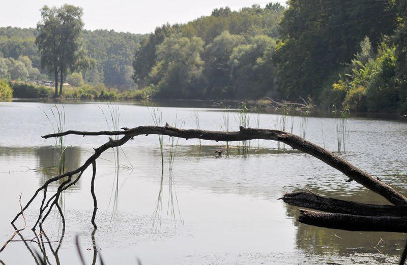 Лісне з panoramio.com - Лесное