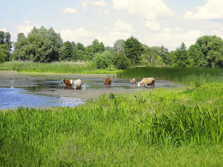 Єньків з panoramio.com - Еньков