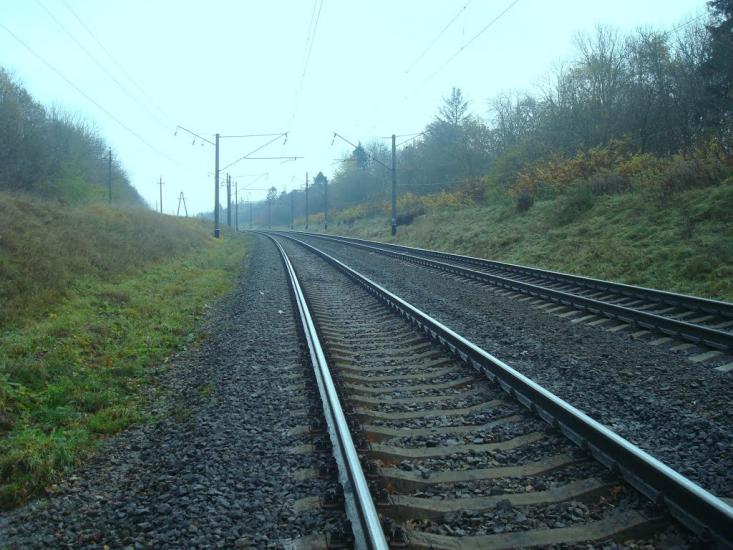 Рідкодуби з panoramio.com - Редкодубы