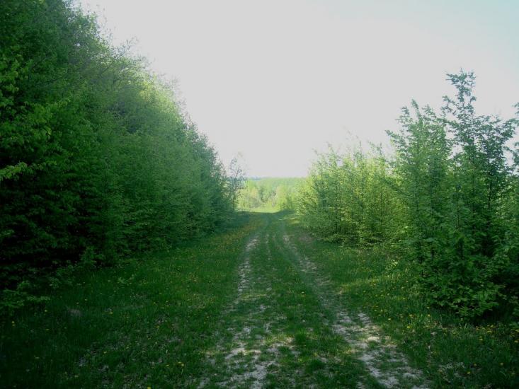 Маціорськ з panoramio.com - Маціорськ