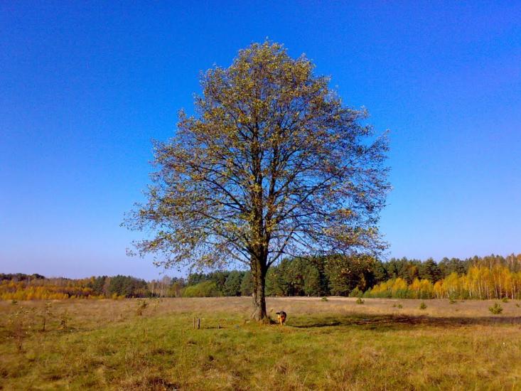 Нові Яриловичі з panoramio.com - Новые Ярыловичи