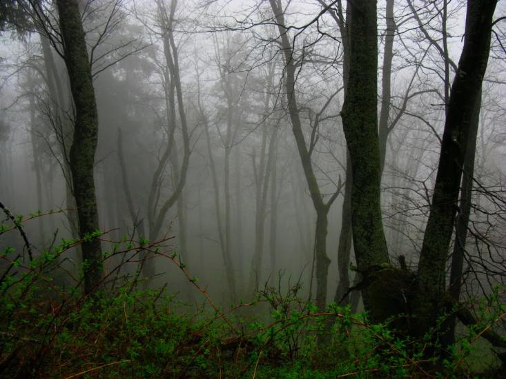Карпатське з panoramio.com - Карпатське