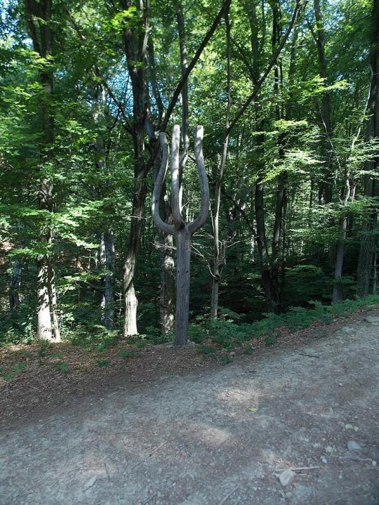 Прокурава з panoramio.com - Прокурава