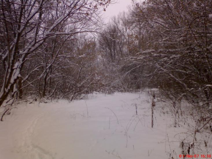 Кустолові Кущі з panoramio.com - Кустолові Кущі