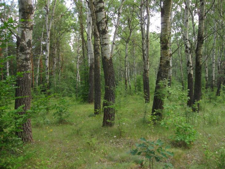 Семирічка з panoramio.com - Семиречка