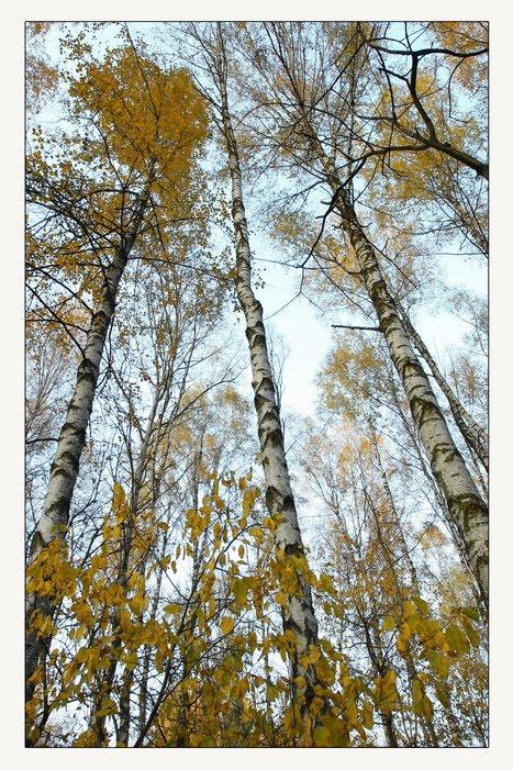 Зазим'я з panoramio.com - Zazymya