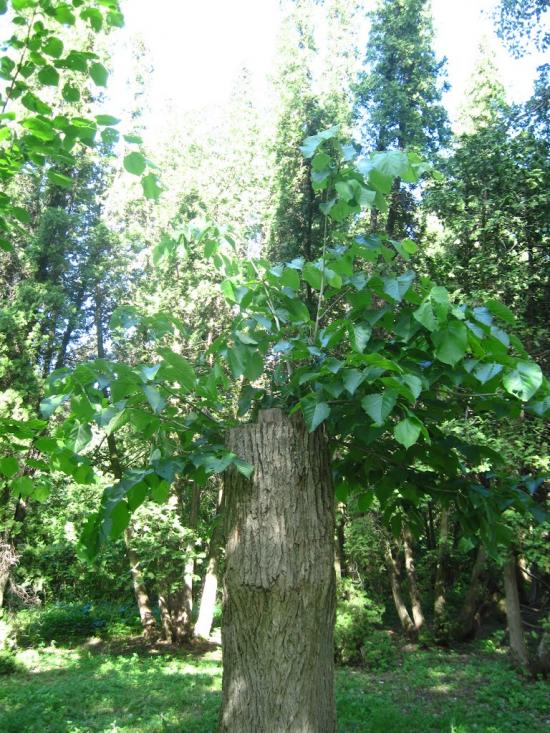 Бабичівка з panoramio.com - Бабичівка
