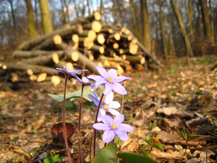 Пасіки-Зубрицькі з panoramio.com - Пасеки-Зубрицкие