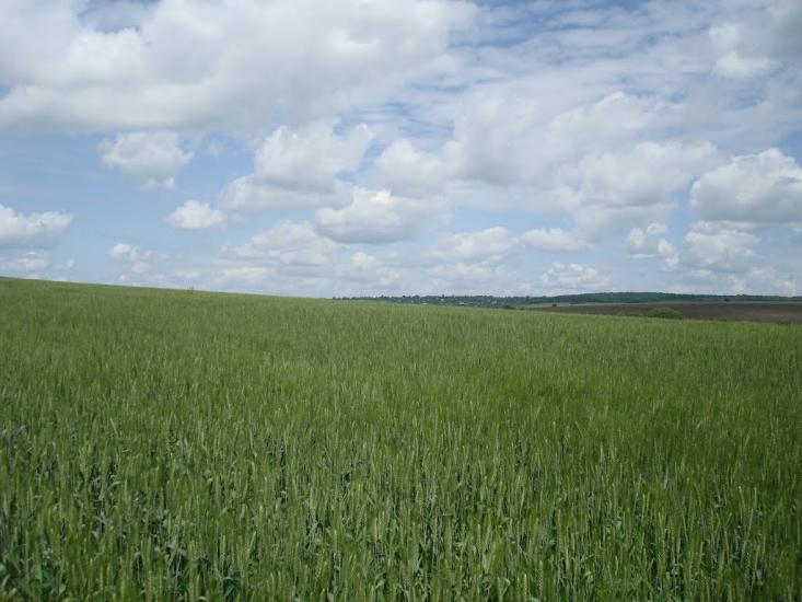 Давидківці з panoramio.com - Давыдковцы