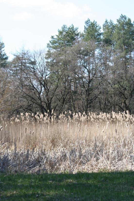 Знаменівка з panoramio.com - Znamenivka