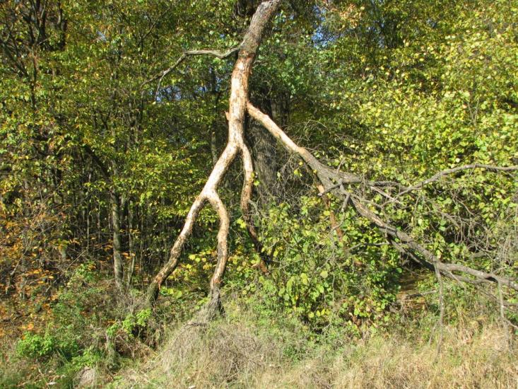 Рясне-Руське з panoramio.com - Рясное-Русское