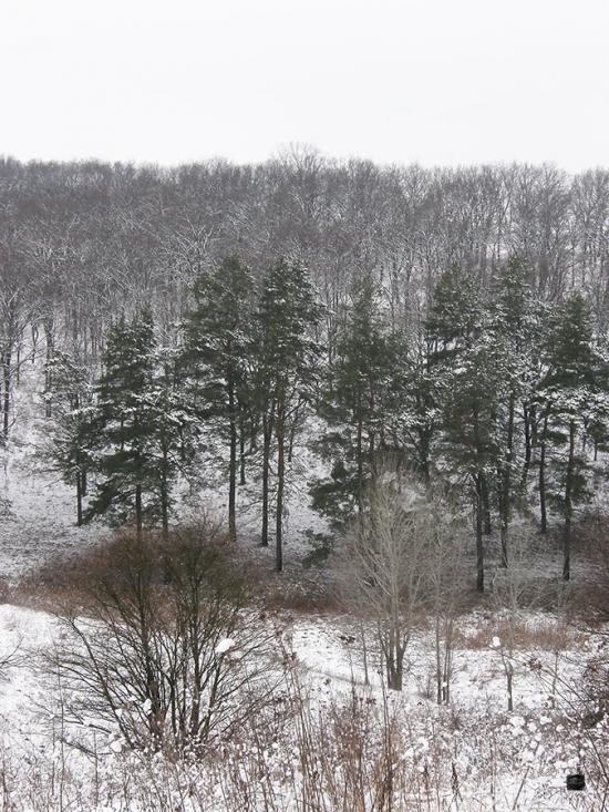 Сінне з panoramio.com - Сенное