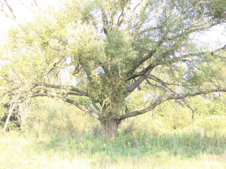 Зазим'я з panoramio.com - Зазимье