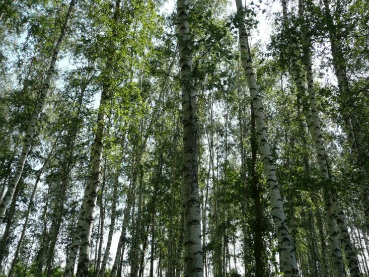 Старі Санжари з panoramio.com - Старые Санжары