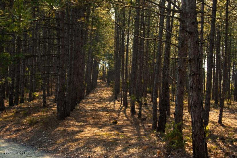 Прохладне з panoramio.com - Прохладное