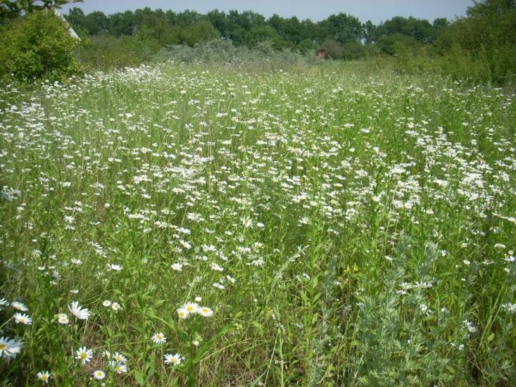 Хроли з panoramio.com - Фролы
