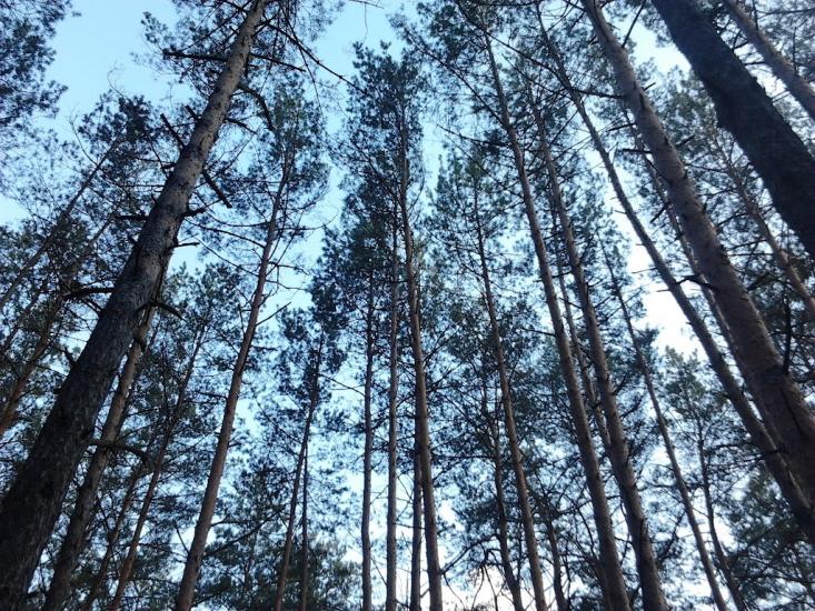 Долина з panoramio.com - Долина