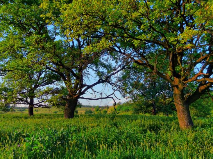 Слов'яносербськ з panoramio.com - Славяносербск
