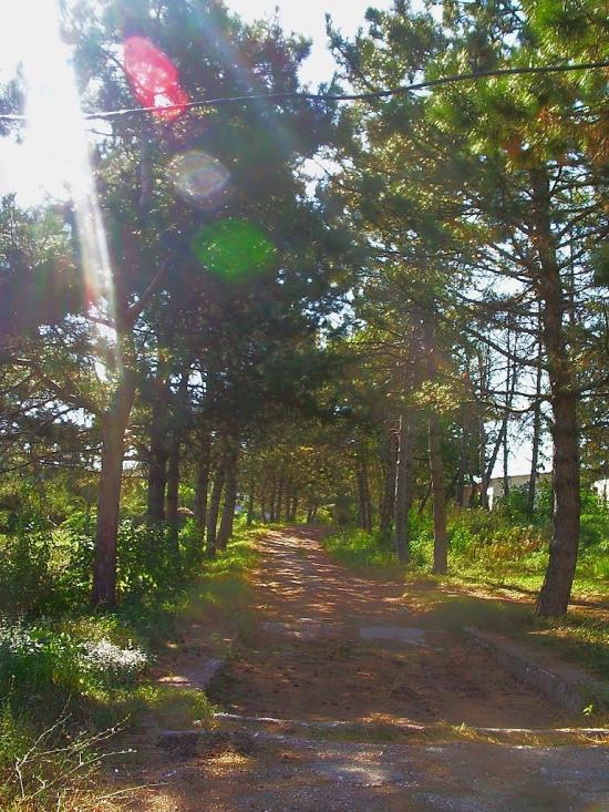 Каштанове з panoramio.com - Каштановое