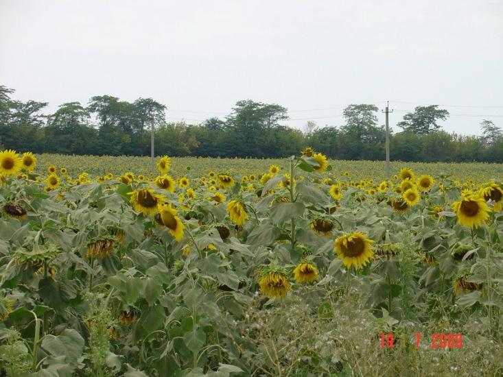 Холодна Балка з panoramio.com - Холодная Балка