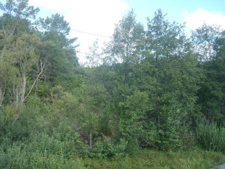 Савичі з panoramio.com - Савичи