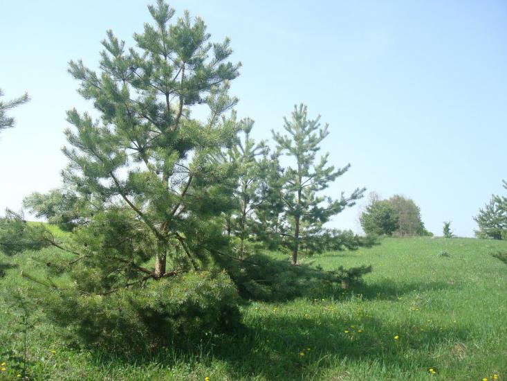 Любомирівка з panoramio.com - Любомировка