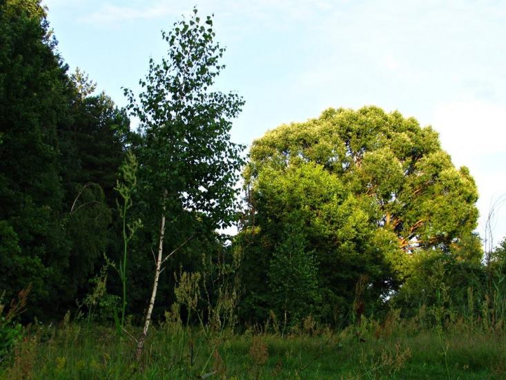 Журавка з panoramio.com - Журавка