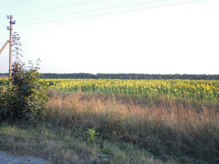 Могилівка з panoramio.com - Могилівка