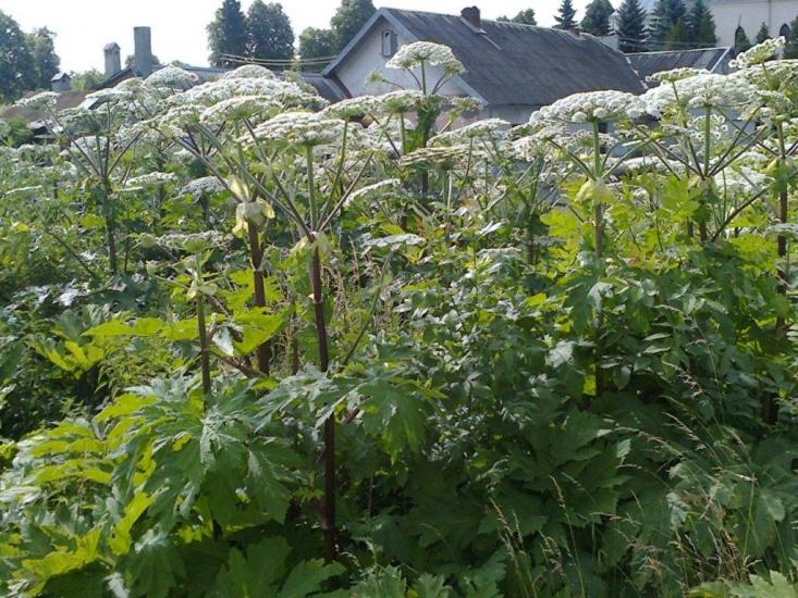 Давидів з panoramio.com - Давыдов